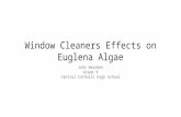 Window Cleaners Effects on Euglena Algae John Wearden Grade 9 Central Catholic High School.
