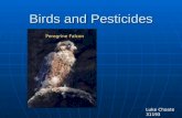 Birds and Pesticides Luke Choate 31193 Peregrine Falcon.