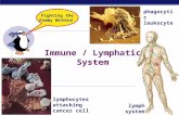 AP Biology Immune / Lymphatic System lymphocytes attacking cancer cell phagocytic leukocyte lymph system Fighting the Enemy Within!