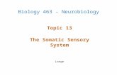 Topic 13 The Somatic Sensory System Lange Biology 463 - Neurobiology.