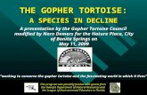 THE GOPHER TORTOISE: A SPECIES IN DECLINE “working to conserve the gopher tortoise and the fascinating world in which it lives” A presentation by the Gopher.