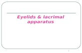 1 Eyelids & lacrimal apparatus. 2 Eyelid anatomy.