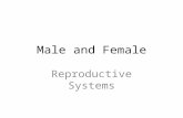 Male and Female Reproductive Systems. Similarities / Differences Develop very similar structures of sex glands Both sexes have reproductive organs call.