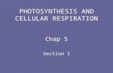 PHOTOSYNTHESIS AND CELLULAR RESPIRATION Chap 5 Section 1.