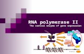 TATA Promoter TBP TF RNA polymerase II The central enzyme of gene expression.
