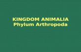 KINGDOM ANIMALIA Phylum Arthropoda. Subphylum Mandibulata Subphylum Mandibulata.