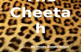 The Cheetah By Nicole Zimmermann. Characteristics Cientific name: Acinonyx jubatus Family: Felidae Size: 30 inches at the shoulder Weight: 110 to 140.