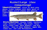 Muskellunge (Esox masquinongy) Identification: olive to dark gray above, sides lighter with dark spots or bars; upper 1/2 of cheeks and opercle lightly.