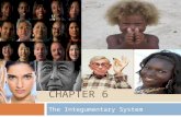 CHAPTER 6 The Integumentary System 6-2 Structure of the Skin.