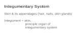 Integumentary System Skin & its appendages (hair, nails, skin glands) Integument = skin, principle organ of integumentary system.