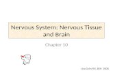 Nervous System: Nervous Tissue and Brain Chapter 10 Lisa Ochs RN, BSN 2008.