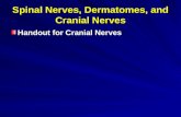 Spinal Nerves, Dermatomes, and Cranial Nerves Handout for Cranial Nerves.