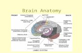 Brain Anatomy Dura Mater Superficial Fuses brain to skull Arachnoid Reduces friction Filled with CSF; shock absorber Pia Mater Very Vascular; needs a.