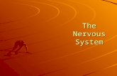 The Nervous System. EQ How does the nervous system work to control and maintain bodily functions and activities?