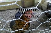 Macalester College Urban Chickens! Suzanne Savanick Hansen Sustainability Manager Stand in for student Tessa Ganser UMACS 2015.