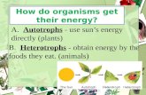 A. Autotrophs - use sun’s energy directly (plants) B. Heterotrophs - obtain energy by the foods they eat. (animals)