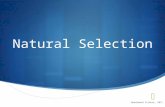 Natural Selection Noadswood Science, 2011. Natural Selection  To understand how natural selection can lead to evolution Sunday, September 20, 2015.