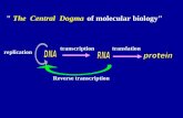 transcriptiontranslation Reverse transcription " The Central Dogma of molecular biology" replication.