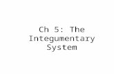 Ch 5: The Integumentary System. General info –Integumentary system – skin, sweat and oil glands, hairs and nails –Skin – Weighs: 9-12 pounds 7% of total.