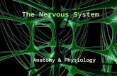 The Nervous System Anatomy & Physiology The Basics The nervous system is your body's decision and communication center. The central nervous system (CNS)