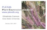 PLEXdb Plant Expression database Ethalinda Cannon Iowa State University  January 15th, 2007.