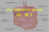The Digestive System Ch. 30.3. Feed Me! Digestive system uses mechanical and chemical energy to break organic material Digestive system uses mechanical.