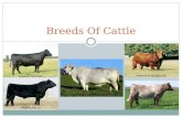 Breeds Of Cattle Heritage Cattle Company Express Ranches Rogers Ranch ALM Show Cattle .