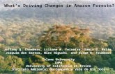 What’s Driving Changes in Amazon Forests? Jeffrey Q. Chambers, Liliane M. Teixeira, Samir G. Rolim, Joaquim dos Santos, Niro Higuchi, and Susan E. Trumbore.