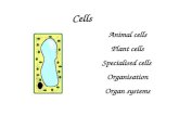 Cells Animal cells Plant cells Specialised cells Organisation Organ systems