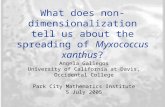What does non- dimensionalization tell us about the spreading of Myxococcus xanthus? Angela Gallegos University of California at Davis, Occidental College.