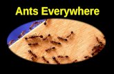 Ants Everywhere. Prov 6:6 “Go to the ant, thou sluggard; consider her ways, and be wise:”