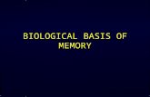 BIOLOGICAL BASIS OF MEMORY. Biological Basis of Memory Believed that memory was localized – specific memory stored in a specific area. Removed parts of.