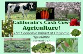 Californiaâ€™s Cash Cow- Agriculture! The Economic Impact of California Agriculture Standard C1.4