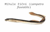 Mihule říční (Lampetra fluviatilis). Mihule potoční (Lampetra planeri)