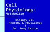 Cell Physiology: Metabolism Biology 211 Anatomy & Physiology 1 Dr. Tony Serino.