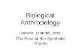 Biological Anthropology Darwin, Mendel, and The Rise of the Synthetic Theory.