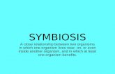 SYMBIOSIS A close relationship between two organisms in which one organism lives near, on, or even inside another organism, and in which at least one organism.