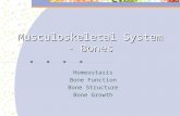 Musculoskeletal System - Bones Homeostasis Bone Function Bone Structure Bone Growth.