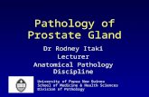 Pathology of Prostate Gland Dr Rodney Itaki Lecturer Anatomical Pathology Discipline University of Papua New Guinea School of Medicine & Health Sciences.