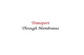 Transport Through Membranes. Necessity for Transport Plasma Membranes Intracellular Membranes (Organelles)