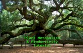 Plant Metabolism & Productivity Tutorial. Photosynthesis Where does the energy come from that sustains all life at the earth’s surface? The Sun!!