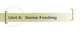 Unit 6: Swine Feeding. Identify and discuss swine feeding options throughout various life stages Understand specific nutrient needs and possible additives.