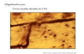 Oligodendrocytes Form myelin sheaths in CNS psyc220/astro2.gif.