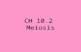 CH 10.2 Meiosis. Meiosis Meiosis is cell division that produces gametes with half the number of chromosomes as a body cell.