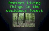 Protect Living Things in the deciduous forest. Goal Protect living things in the deciduous forest.