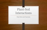 Plant-Soil Interactions Plant Parts and Functions.