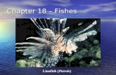 Chapter 18 – Fishes Lionfish (Pterois). Phylum Chordata Bilateral Bilateral Notocord – rod of cartilage, it forms the spine in some – (2) Notocord – rod.