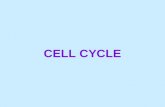CELL CYCLE. Mitosis The functions of cell division: Reproduction.