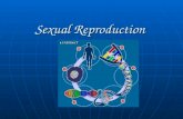Sexual Reproduction. Cellular Reproduction There are 2 types of reproduction: Asexual Reproduction Asexual Reproduction Sexual Reproduction Sexual Reproduction.