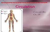 1 Circulation Concept Bio Ch. 19. Vocabulary 1. plasma 2. hemoglobin 3. platelet 4. pulmonary circulation 5. systemic circulation 6. atrium 7. ventricle.